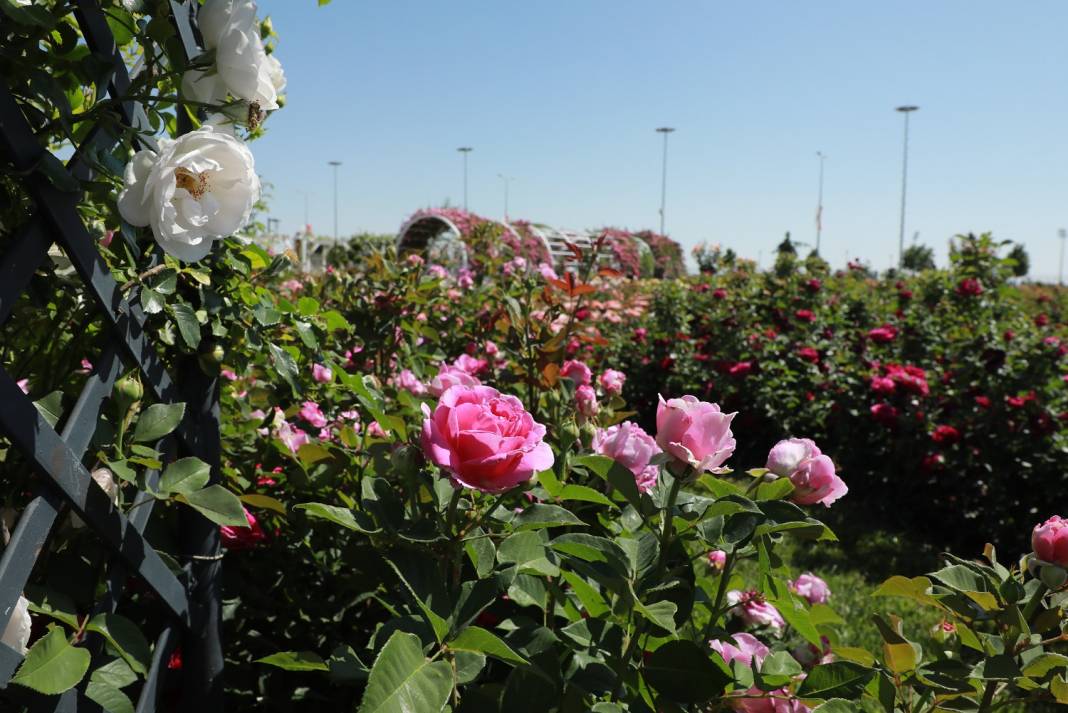 Doğanın en güzel tonları Karatay’da! Her detayıyla hayran bırakıyor 6